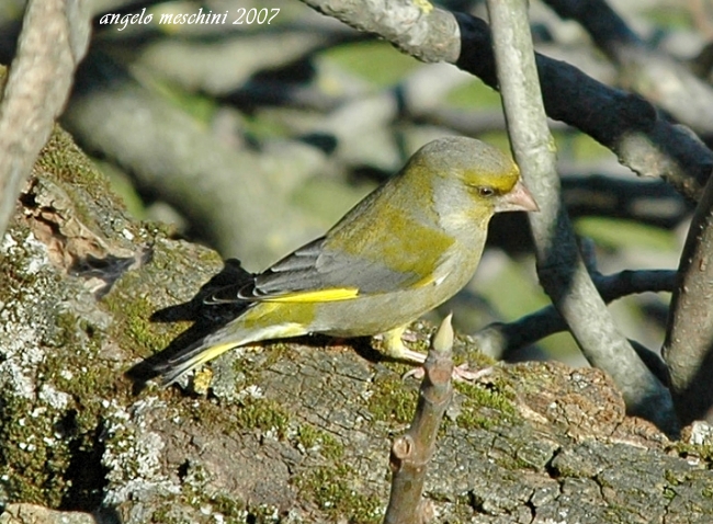 Verdone. Carduelis chloris